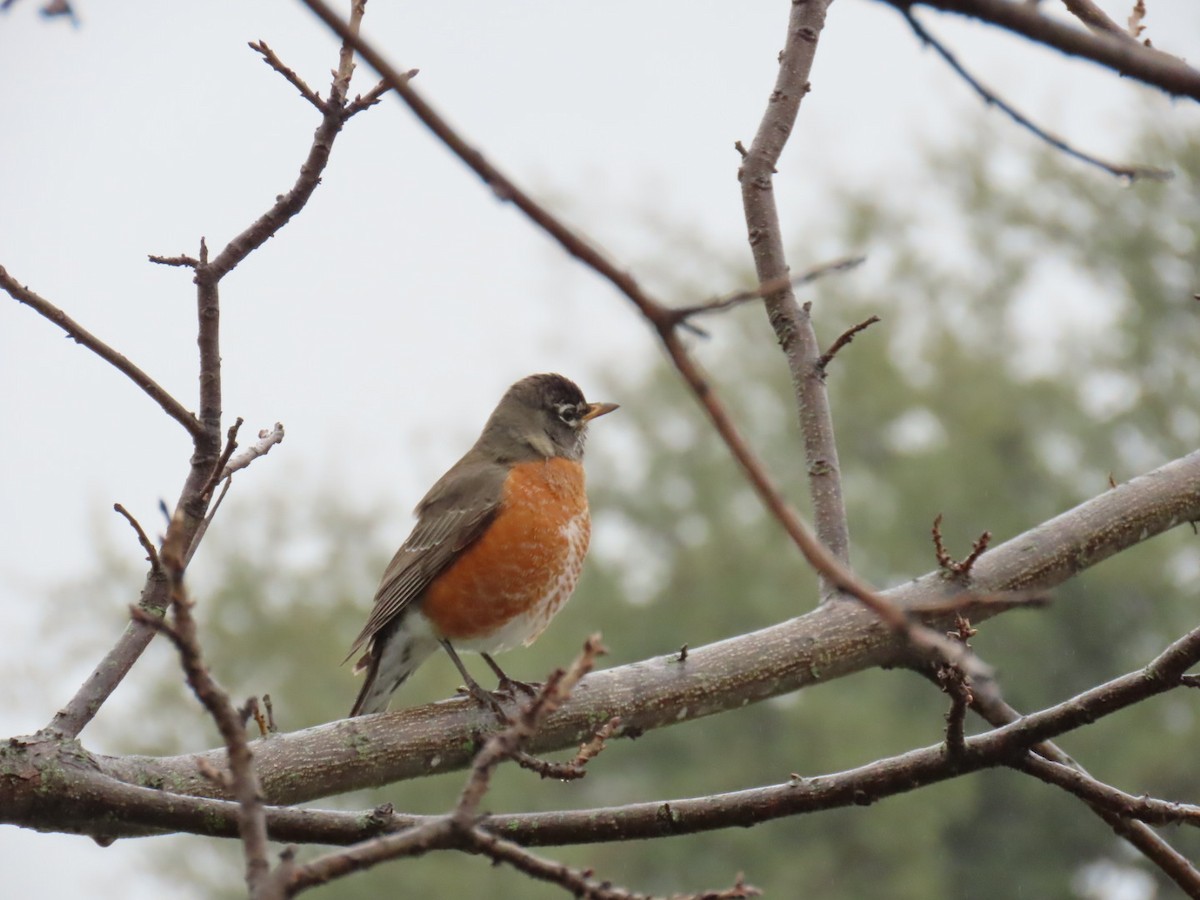 American Robin - ML647041743