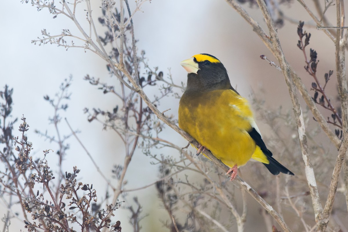 キビタイシメ - ML647041744