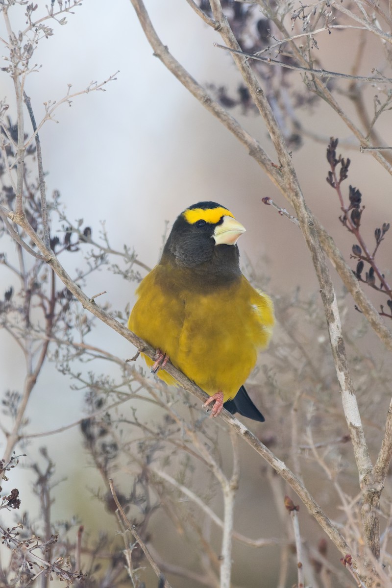Evening Grosbeak - ML647041745