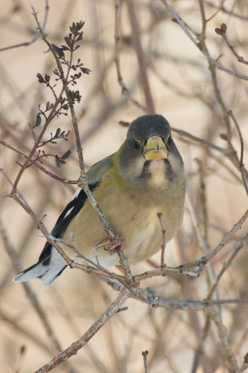 キビタイシメ - ML647041746