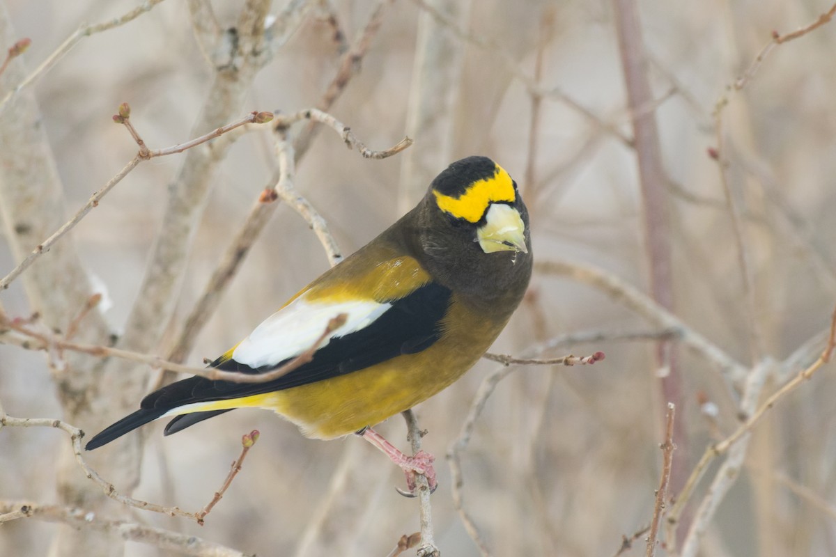 Evening Grosbeak - ML647041747