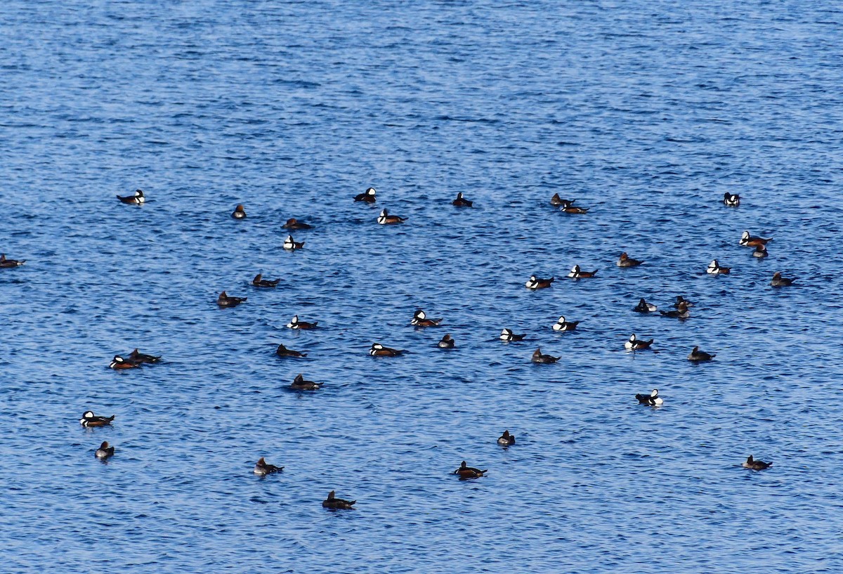 Hooded Merganser - ML647041749