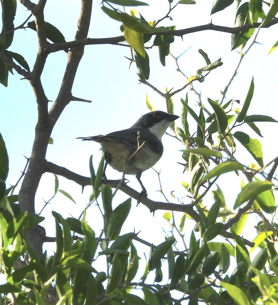 Black-capped Warbling Finch - ML647041773