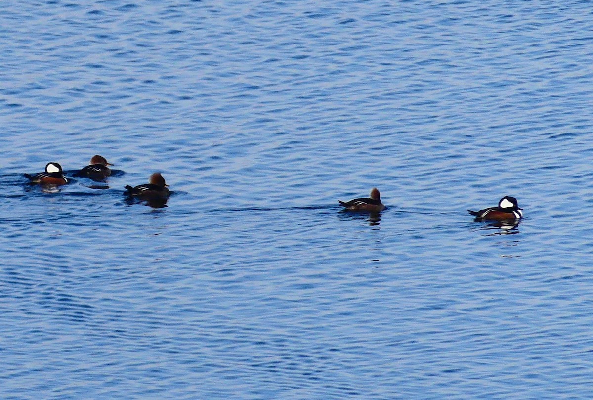 Hooded Merganser - ML647041781