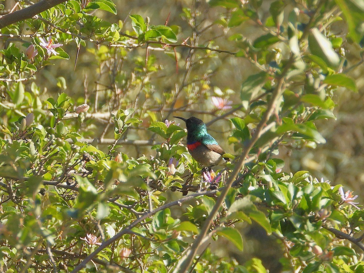 Southern Double-collared Sunbird - ML647041783