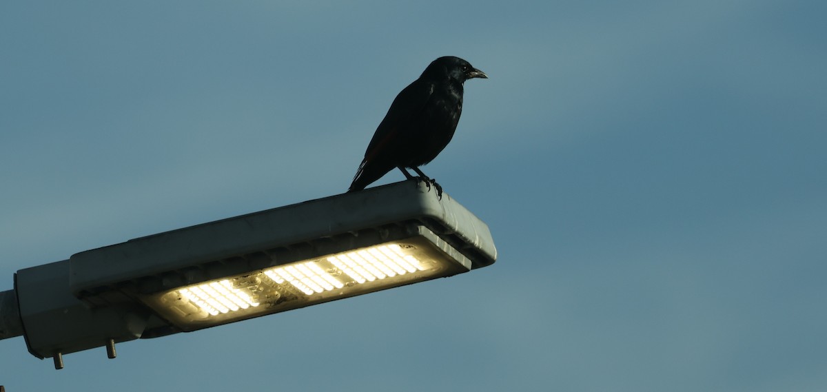 Red-winged Starling - ML647041786