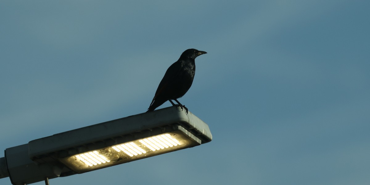 Red-winged Starling - ML647041787