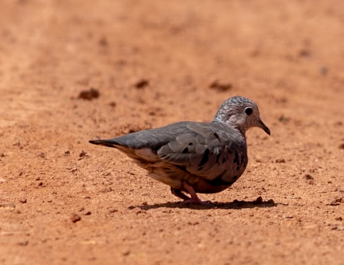 Common Ground Dove - ML647041789