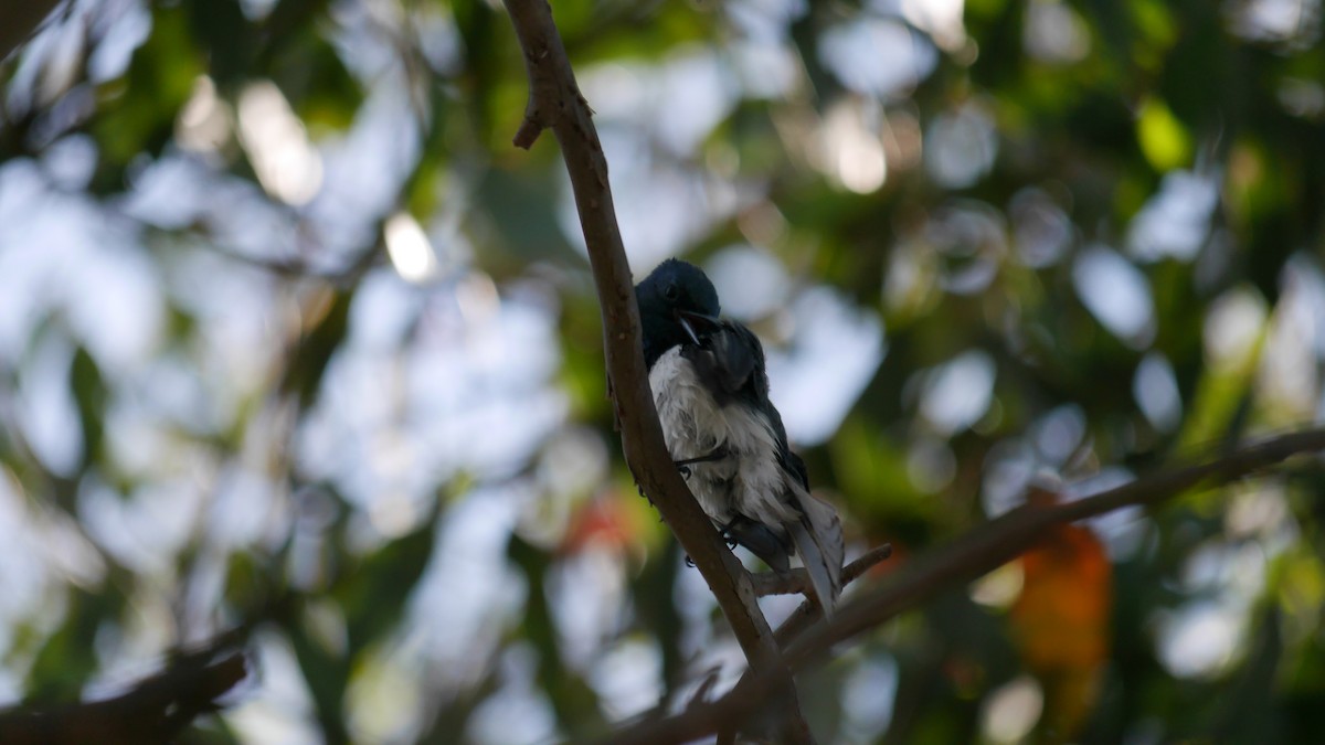 Leaden Flycatcher - ML647041794