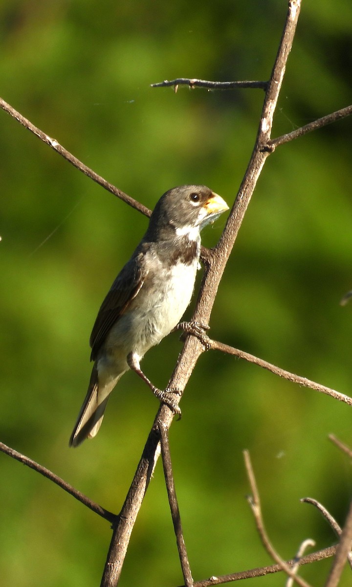 Double-collared Seedeater - ML647041796