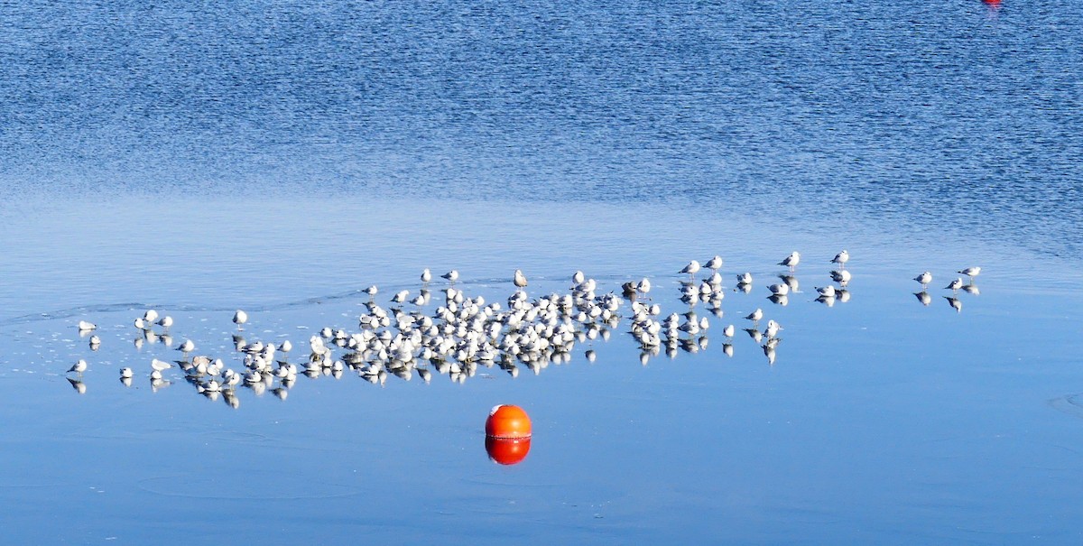 Ring-billed Gull - ML647041798