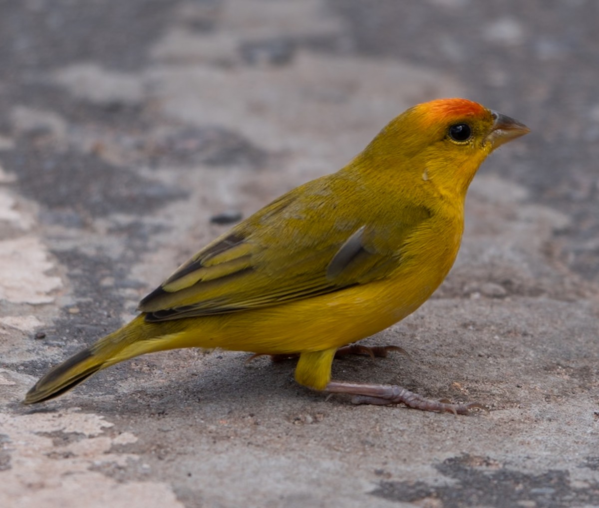 Orange-fronted Yellow-Finch - ML647041802