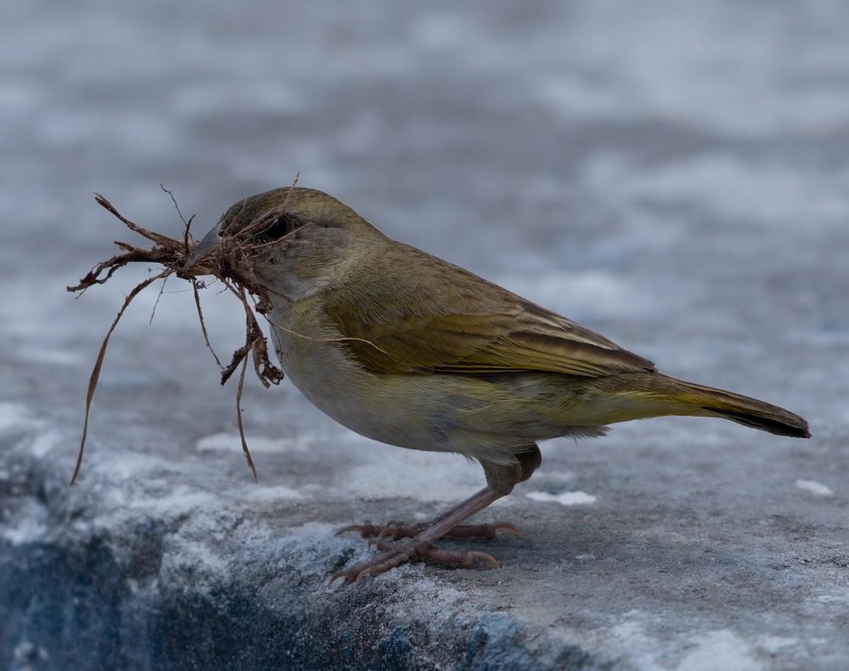 Orange-fronted Yellow-Finch - ML647041803