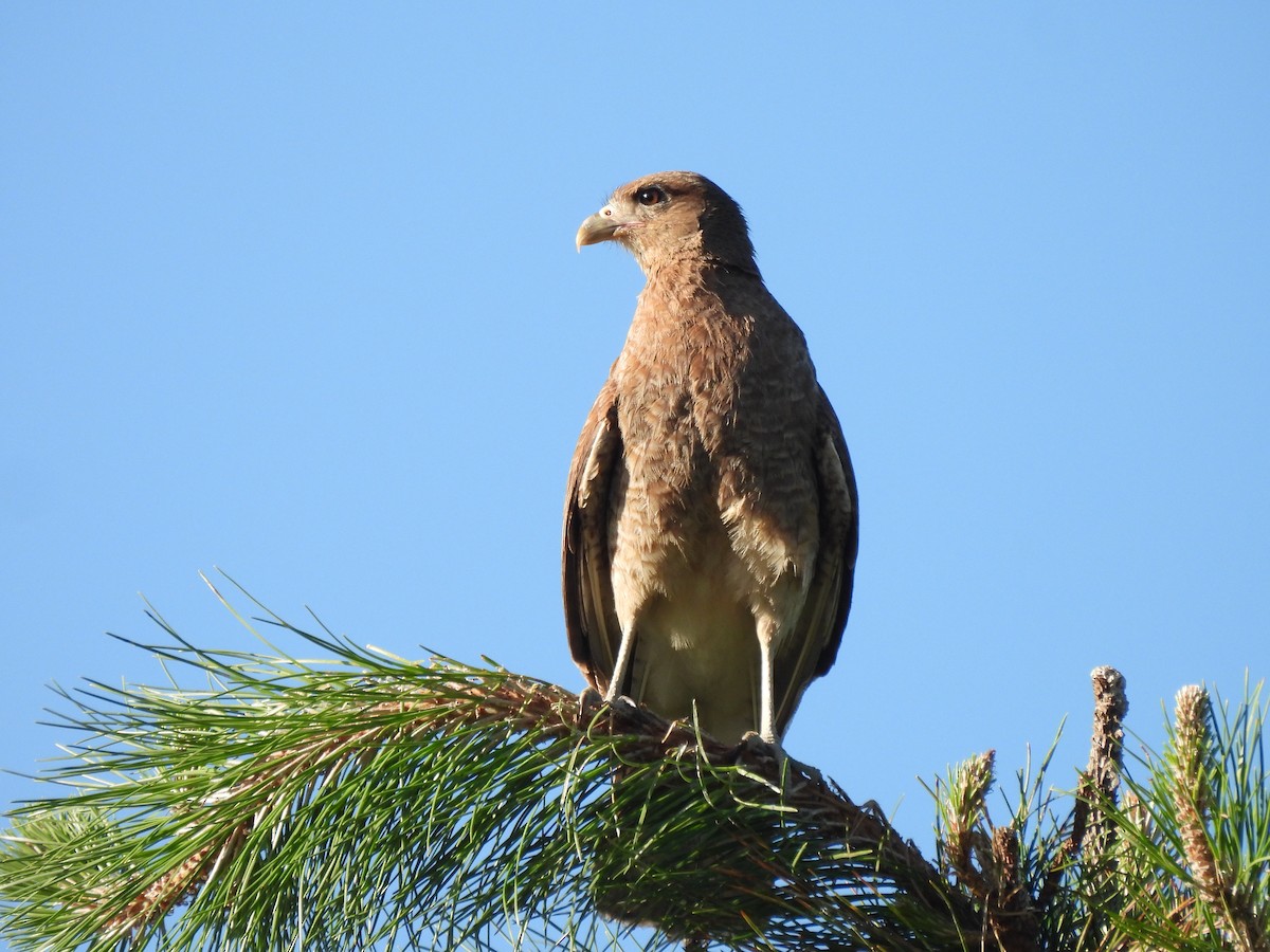 Chimango Caracara - ML647041807