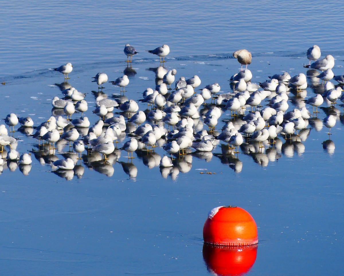 Ring-billed Gull - ML647041824