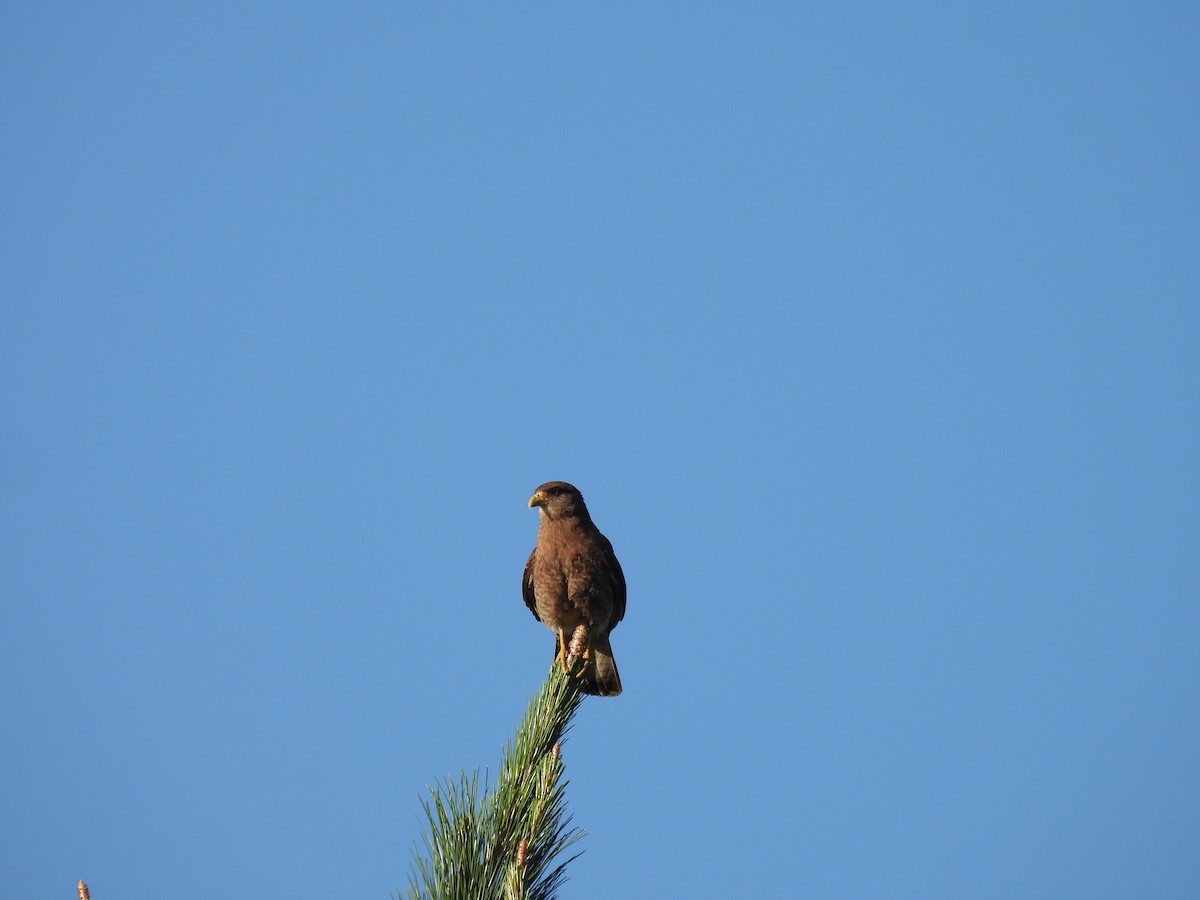 Chimango Caracara - ML647041825