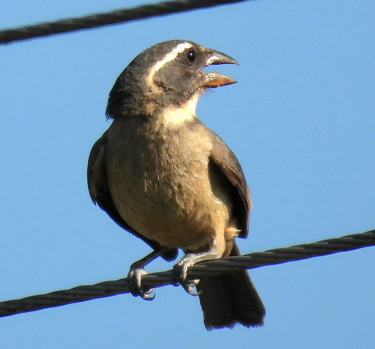 Golden-billed Saltator - ML647041828