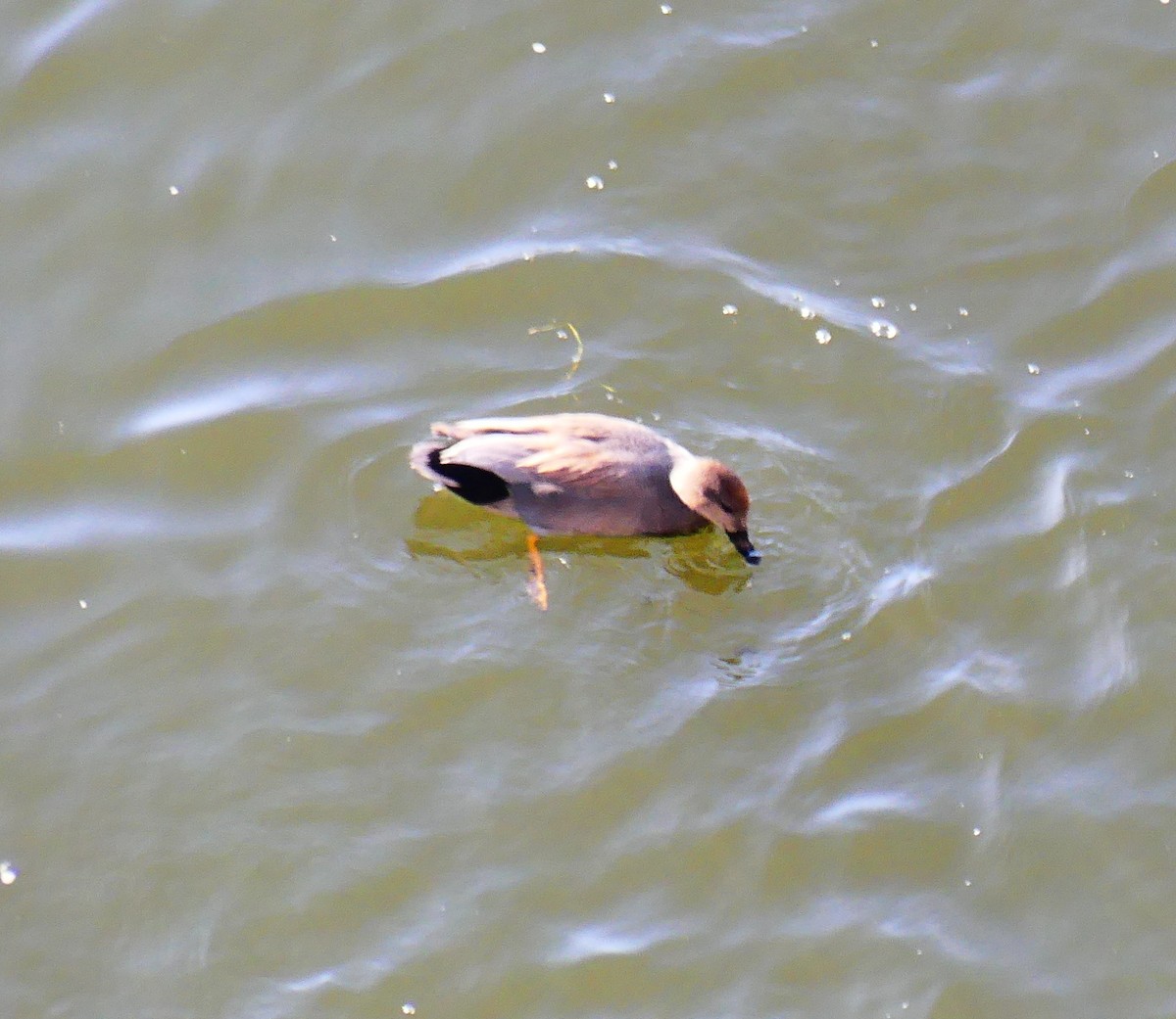 Gadwall - ML647041835