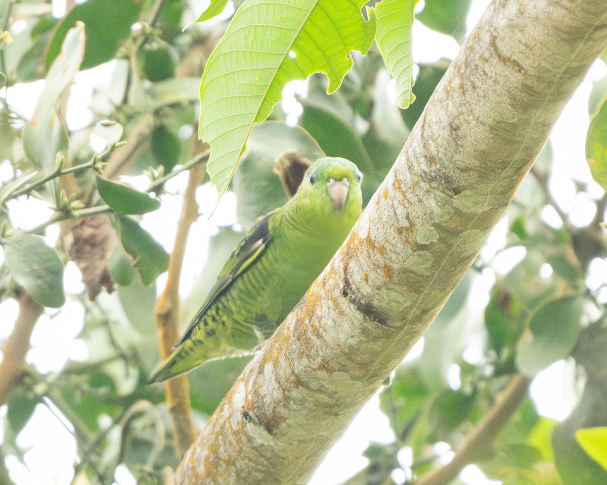 stripeparakitt - ML647041838