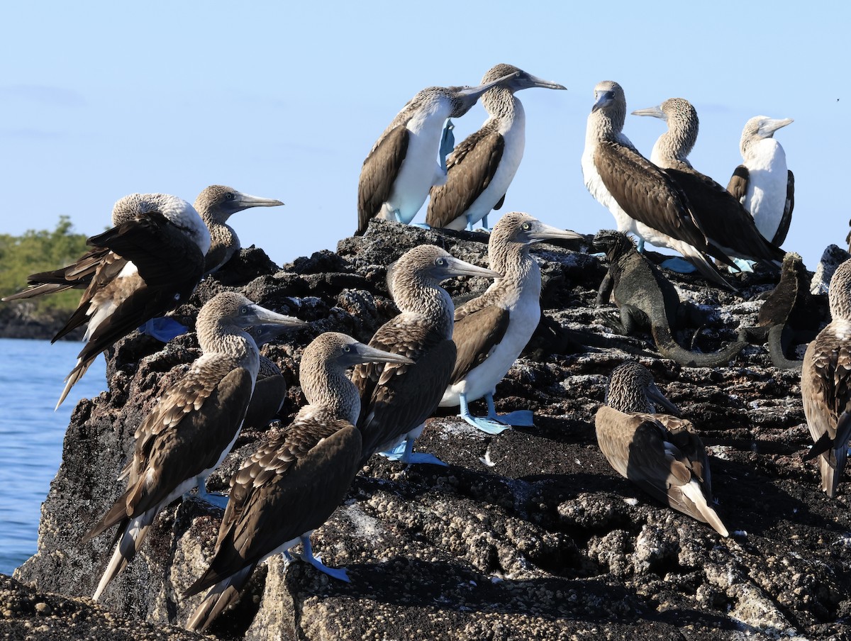 Blue-footed Booby - ML647041844