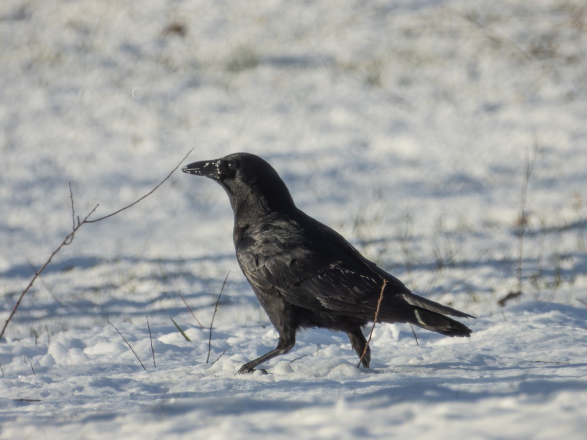 American Crow - ML647041847