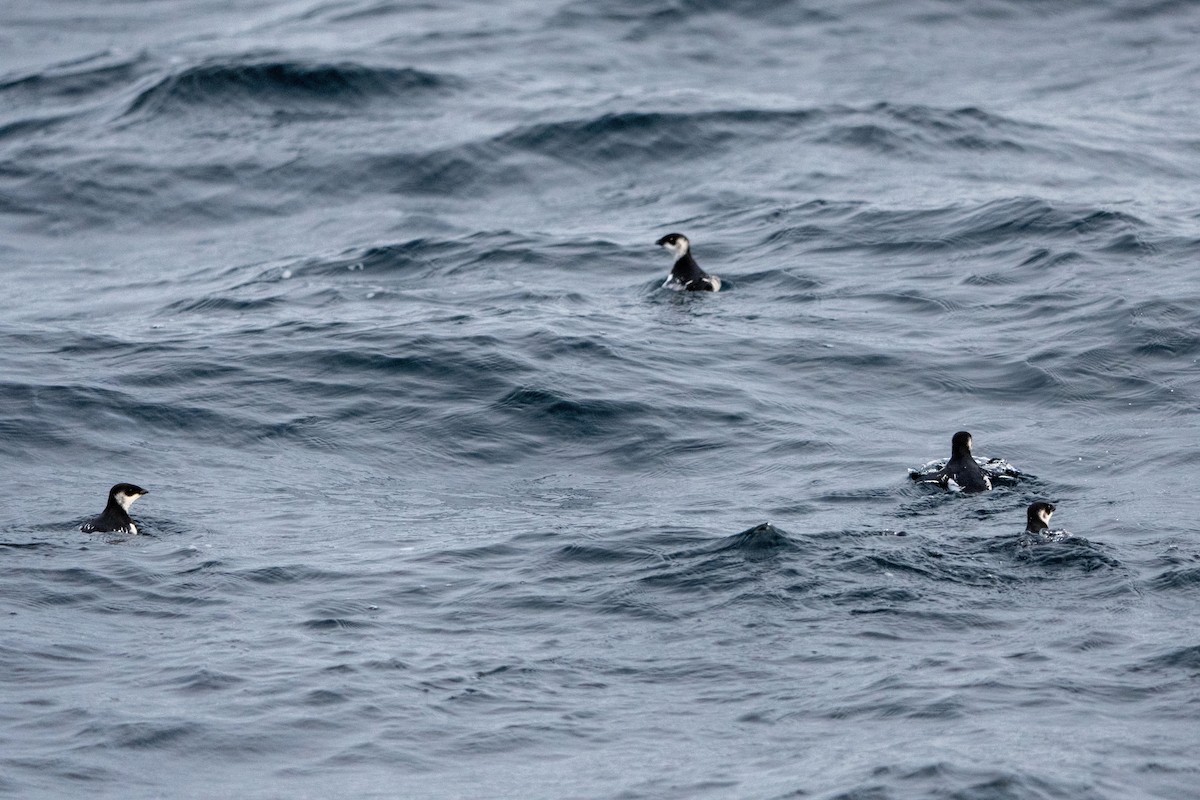 Люрик - ML647041852