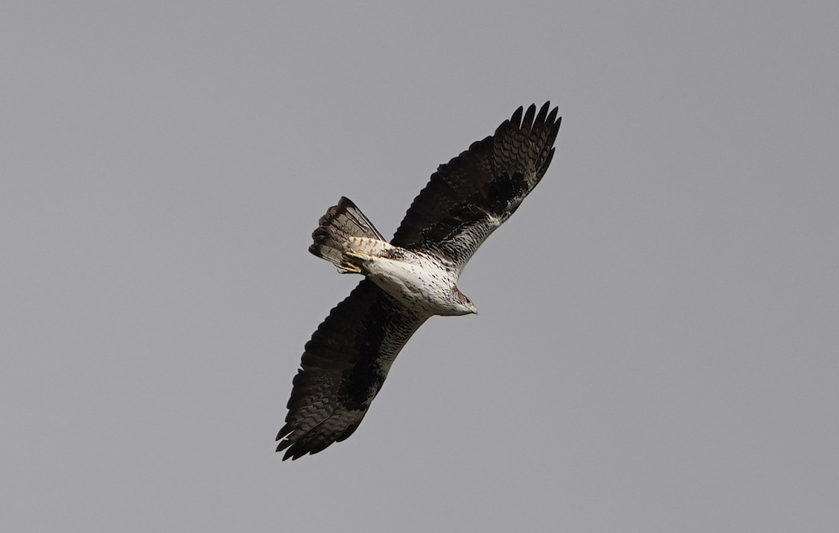 Bonelli's Eagle - ML647041855
