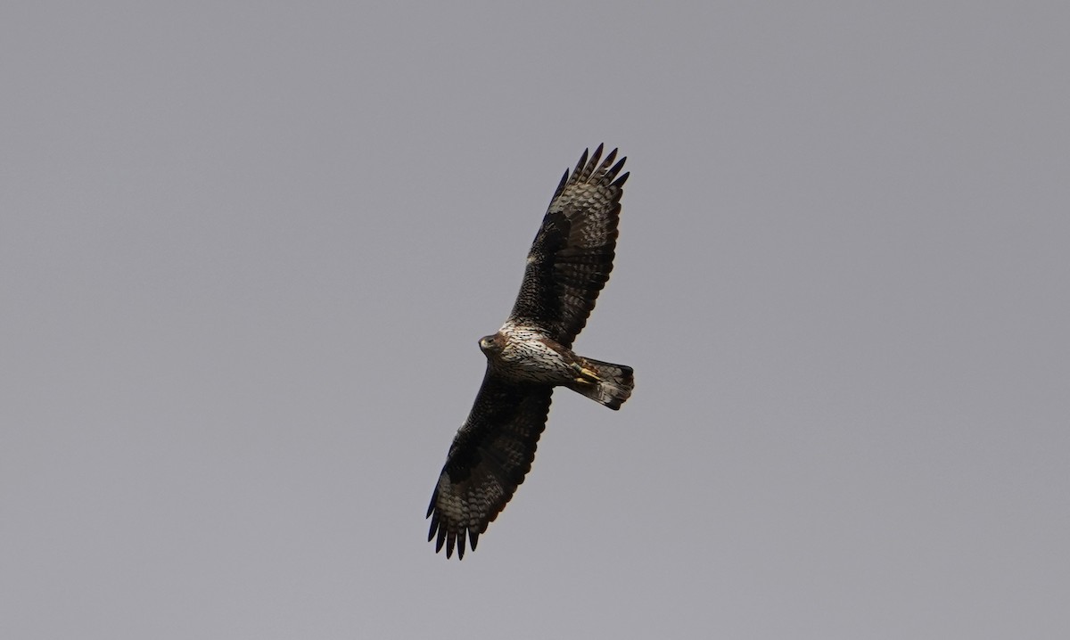 Bonelli's Eagle - ML647041857