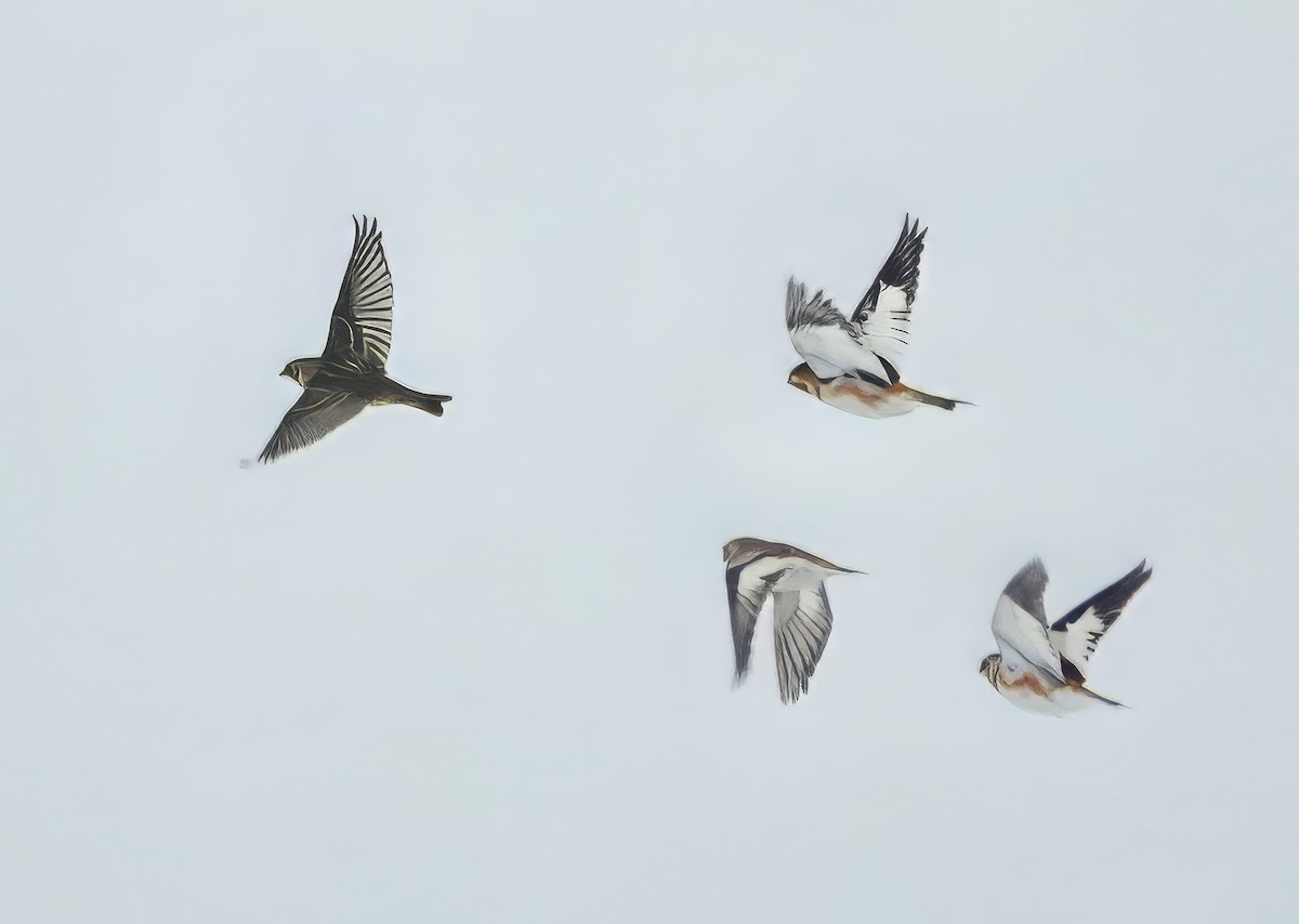 Подорожник лапландський - ML647041862