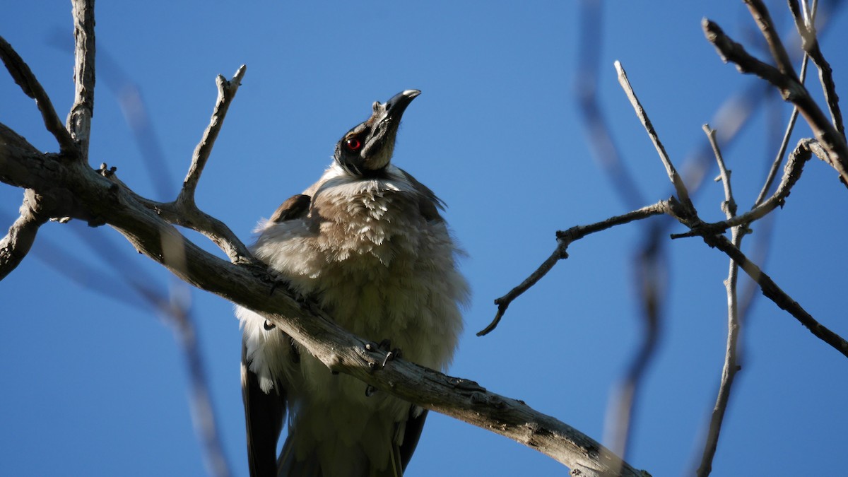 Noisy Friarbird - ML647041863