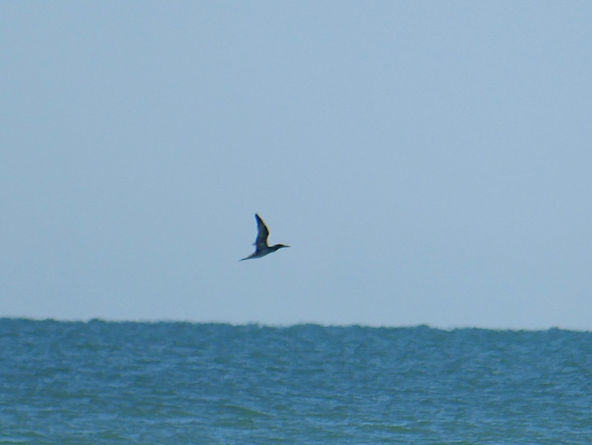 Alcatraz Atlántico - ML647041867