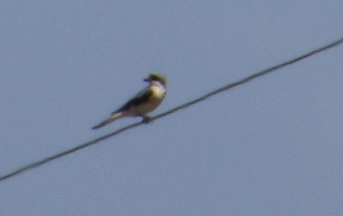 Lesser Gray Shrike - ML647041868