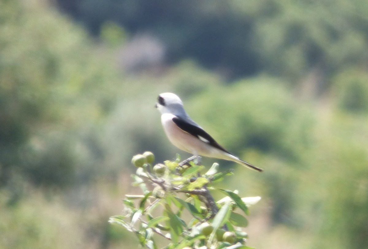 Lesser Gray Shrike - ML647041869