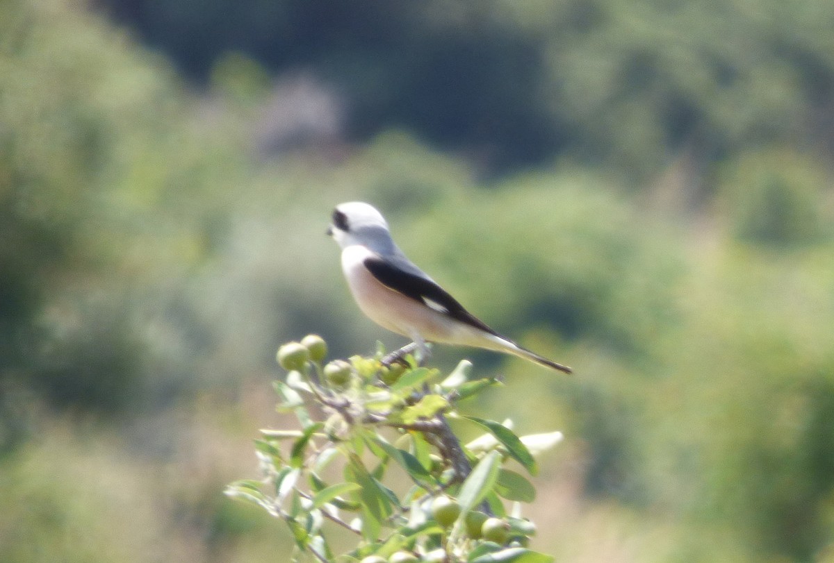 Lesser Gray Shrike - ML647041870