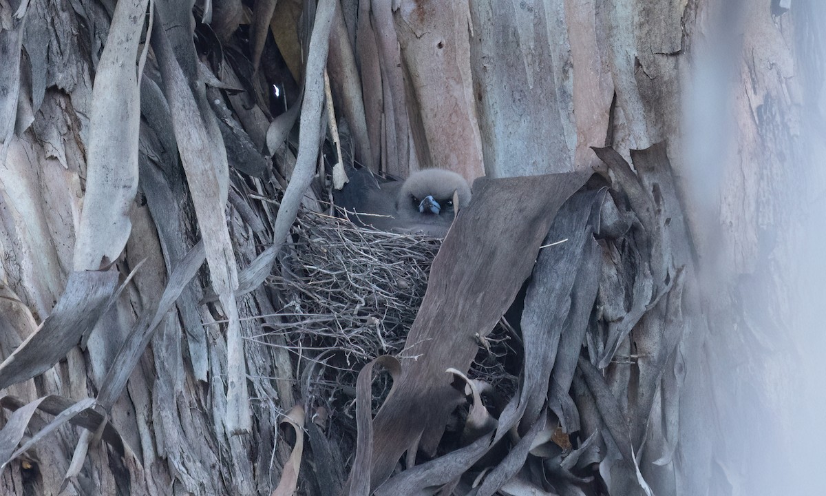 Dusky Woodswallow - ML647041871