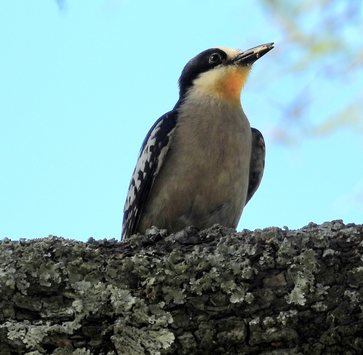White-fronted Woodpecker - ML647041875