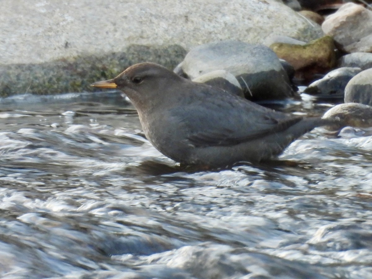 American Dipper - ML647041882