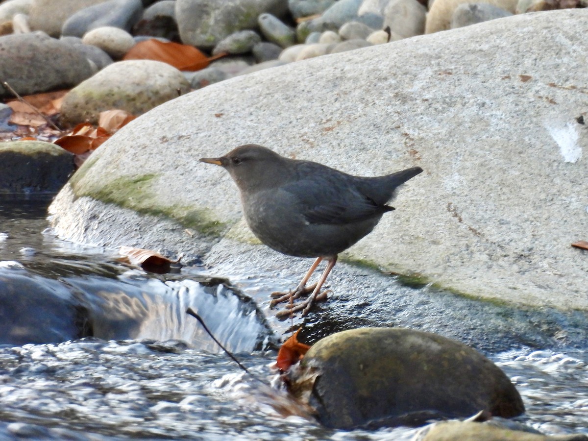 American Dipper - ML647041883