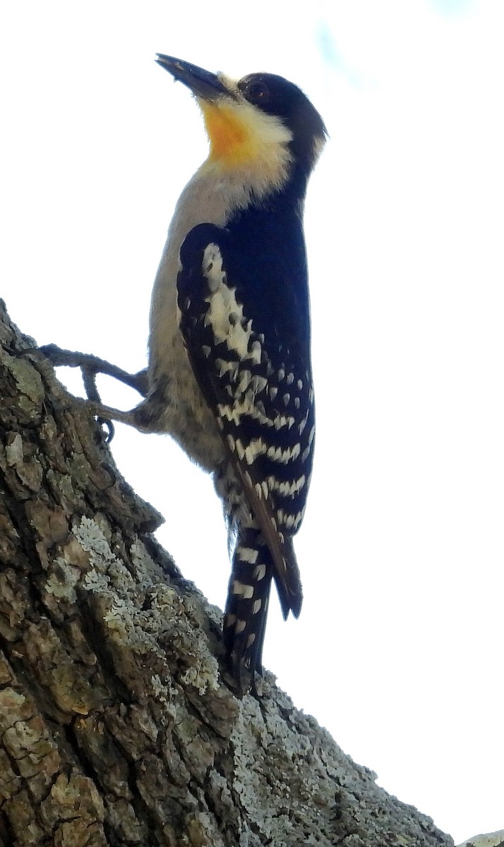 White-fronted Woodpecker - ML647041890