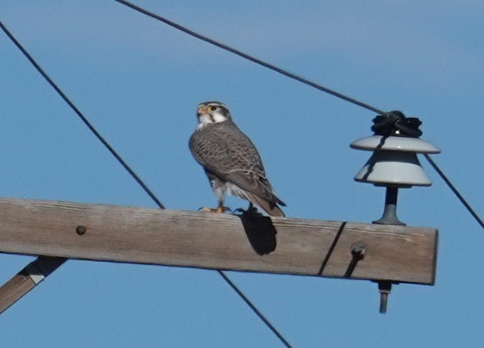 Faucon des prairies - ML647041896