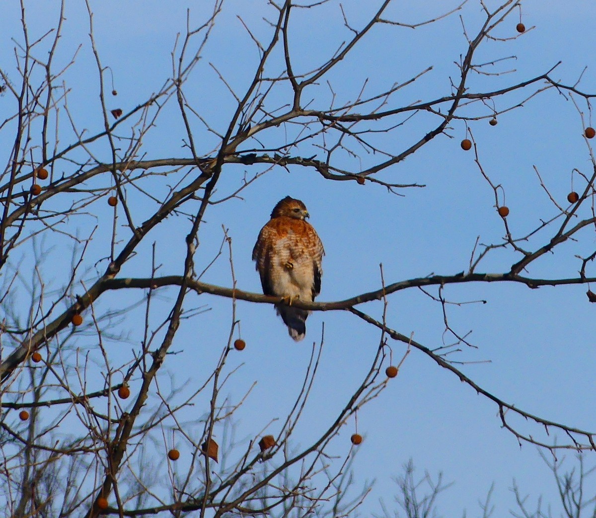 Red-shouldered Hawk - ML647041897