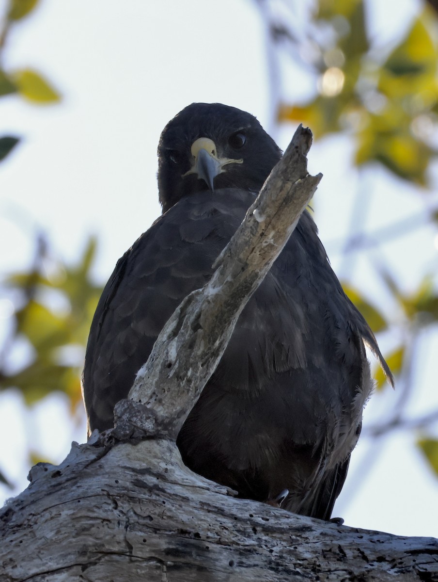 Galapagos Hawk - ML647041906