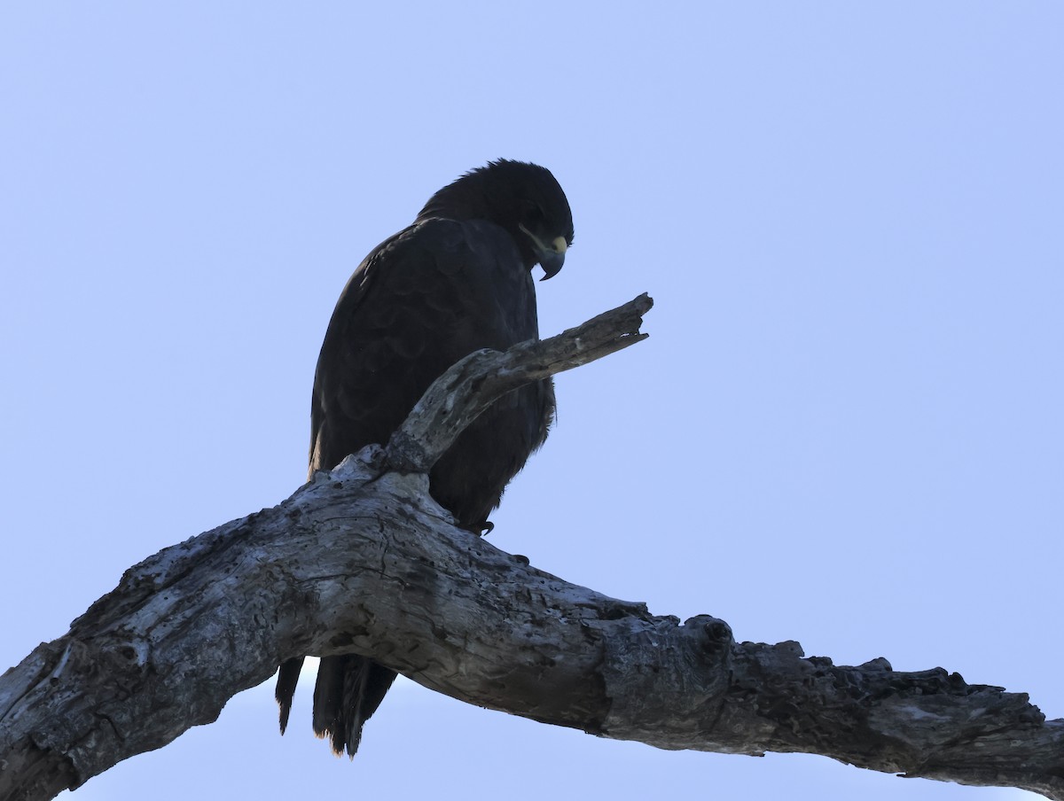 Galapagos Hawk - ML647041907