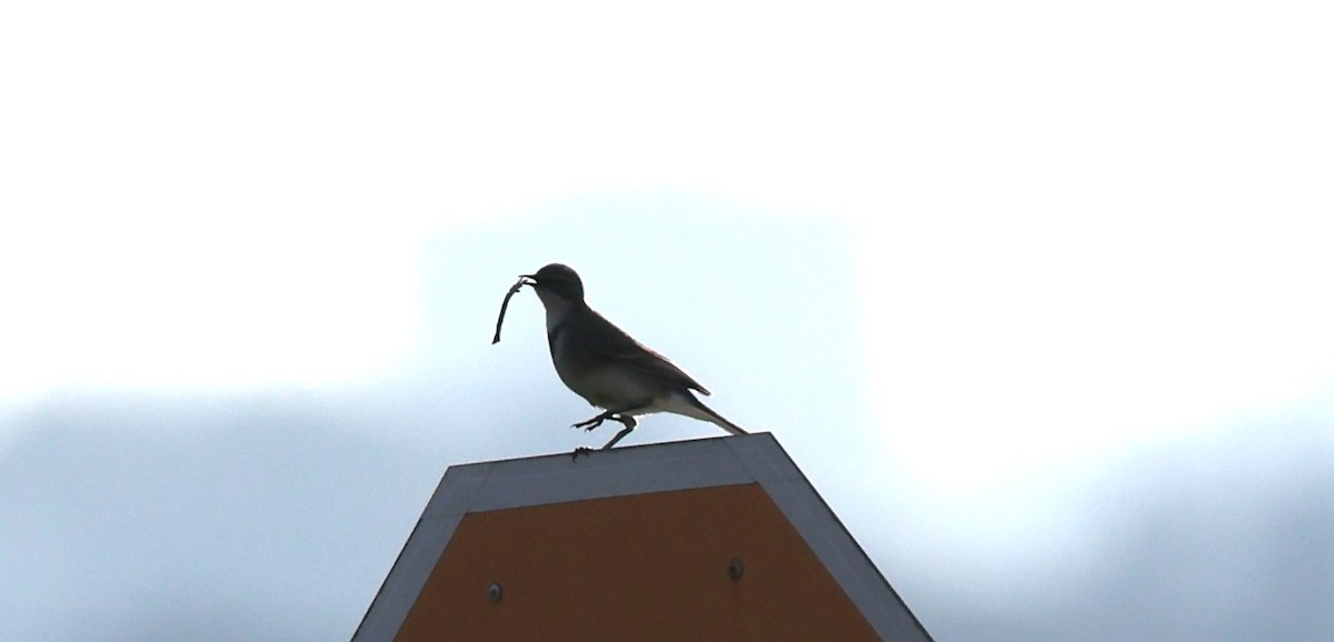 Kap Kuyruksallayanı - ML647041911