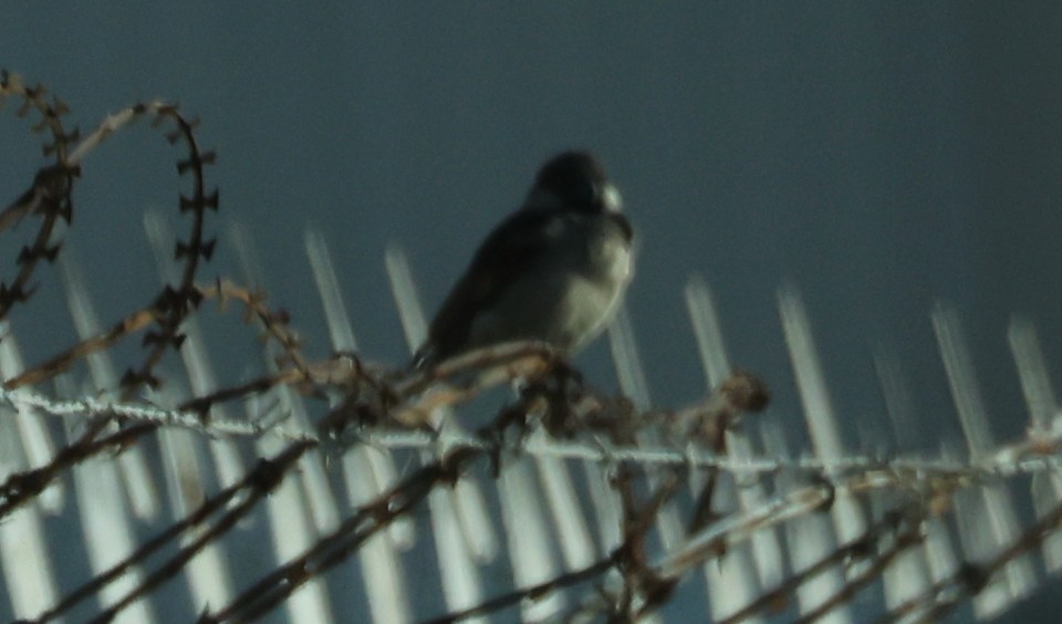 Kap Kuyruksallayanı - ML647041913