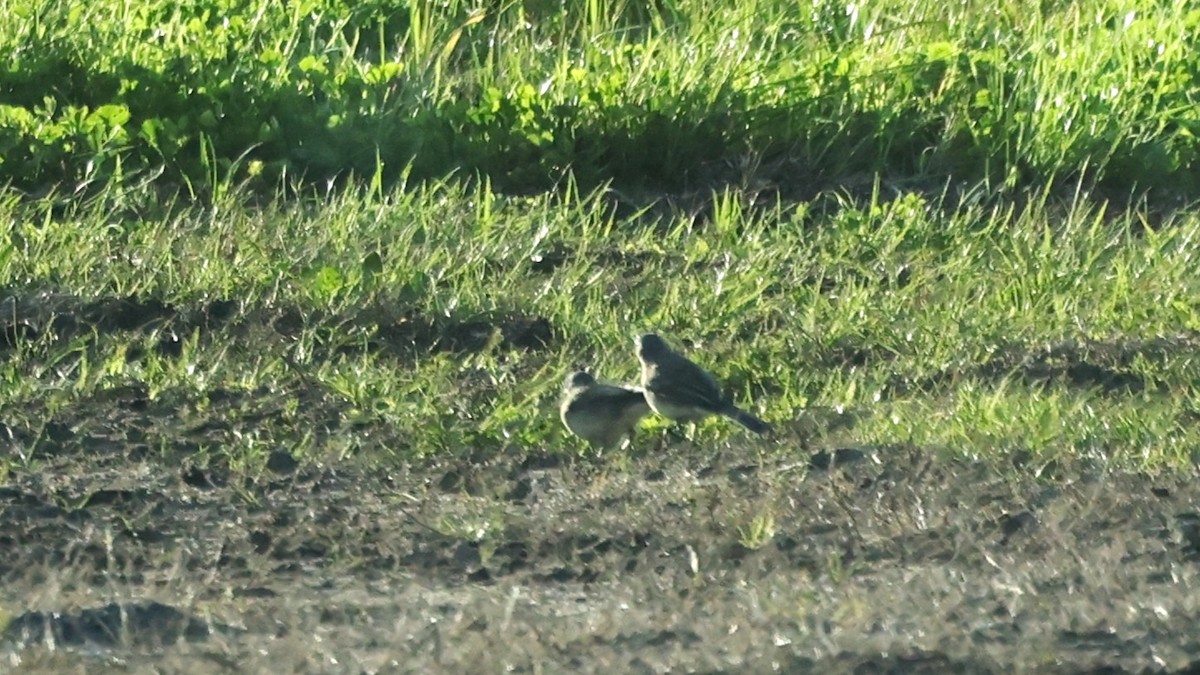 Kap Kuyruksallayanı - ML647041914