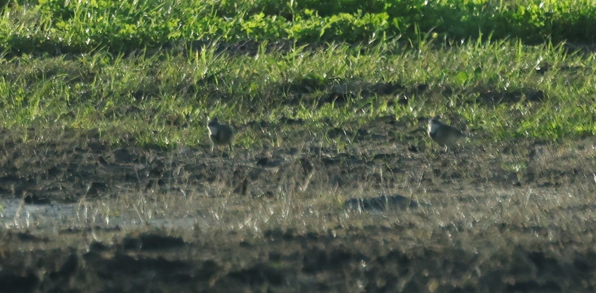 Kap Kuyruksallayanı - ML647041915