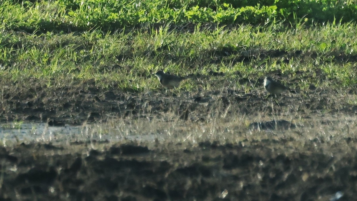 Kap Kuyruksallayanı - ML647041916