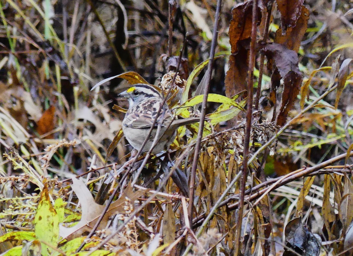 White-throated Sparrow - ML647041919