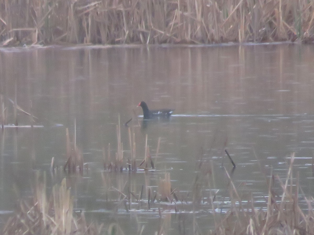 Common Gallinule - ML647041925